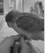 طير كويكر عمره 7 شهور