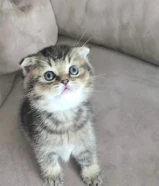 كيتن سكوتش فولد