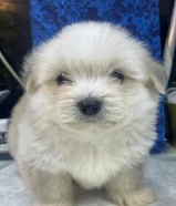 للبيع على اجلابه النوع شيتتزو العمر شهرين الصحه اوك لعوبين في ذكر و في نثيه