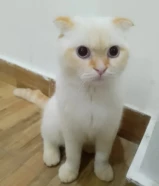 سكوتش فولد بيور