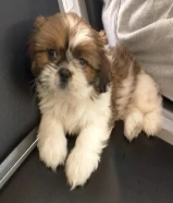 للبيع شيتزو العمر شهرين واسبوع