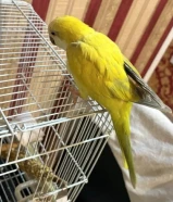 ديناربائع متجول للبيع يتحدث أيضًا ويأتي في متناول اليد