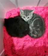 British Long Hair breed kittens