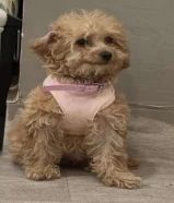 للبيع كلب بودل العمر 3 اشهر نثيه