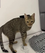 قطو ذكر تابي معقم للتبني