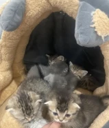 للبيع قطاوه اسكوج فولد