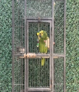 للبيع أمازون بلوفرينتد جاكو .................