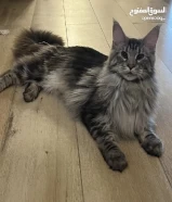 قطط ماين كون Maine coon مستوى عالي