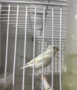 للبيع كناري روسي شرط التغريد