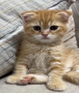 قطاوه سكوتش