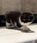 للبيع سكوتش فولد