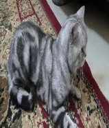 قطط للتبني