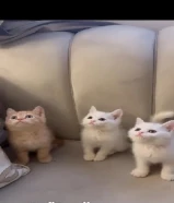 قطط للبيع التواصل وتساب