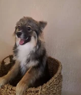 مكس بريد ذكر و نثيه