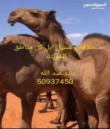 حلاقة وغسيل ابل كل مناطق الكويت