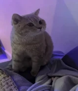 سكوتش ستريت (نفس الفولد ولكن الاذن ستريت)