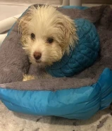 Maltese dog for sale very healthy and vaccinated