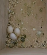 للبيع طيور حب العدد9