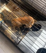 أرنب للبيع مع القفص