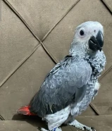 فرخ كاسكو جامبو