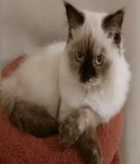 قطه انثى ( تم تعقيم القطه ) اخذت جميع المطاعيم الضروريه.. عمر القطه 8 اشهر