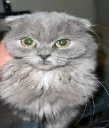 سكوتش مكس شيرازي