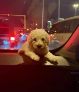 ذكر بودل شهرين ونصف للبيع