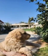 جراوى بودل للبيع