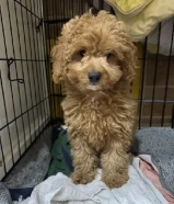 توى بودل مدربه على العشب مطعمه تطعيم اول نتيه