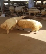 قصاب متنقل تحت الطلب لذبح وتقطيع الذبائح أمام باب بيتك