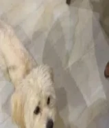 بودل ذكر عمره 4 شهور