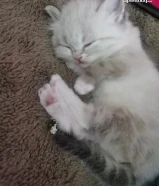 للبيع قطط كيتن