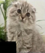 للتبني مؤقت ذكر عمره 7 شهور مطعم كل التطعيمات و معاه كل اغراضه