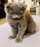 للبيع كيتين نثية سكوتش دبل فولد بالسالمية