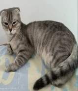 للتبني 2 قطوه انثى سكوتش فولد
