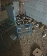 السلام عليكم للبيع فري صيني