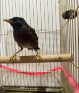 للبيع طير المينا ربو بيعه سريعه