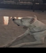دوجو ارجنتينو Dogoarjnteno للبيع او للبدل
