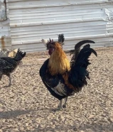 للبيع دجاج عربي بياض شرط