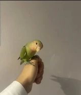 البيع طير لوف بيرد