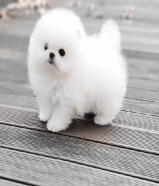 cute Pomeranian puppies available for adoption . I have pomeranian puppies who need new homes.
