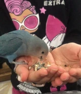 لوف بيرد ازرق