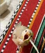 فروخ جاوا نهاية عس