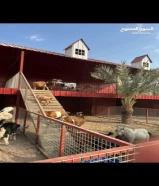 مزرعه العبدلي ايجار يومي
Farm abdali for rent ,to see all pictures and video
In instgram 
Mzrh650