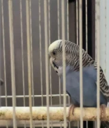 طيور حب (روز) و بادجي للبيع5