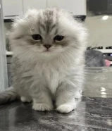 Healthy Scottish Fold Kittens looking for home