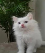 قطه للبيع جميله