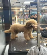 للبيع توي بودل