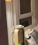 قط سكوتش للبيع ( انثى )