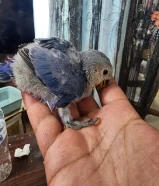 فرخ لوفبيرد عس عكر ثلاثة اسابيع